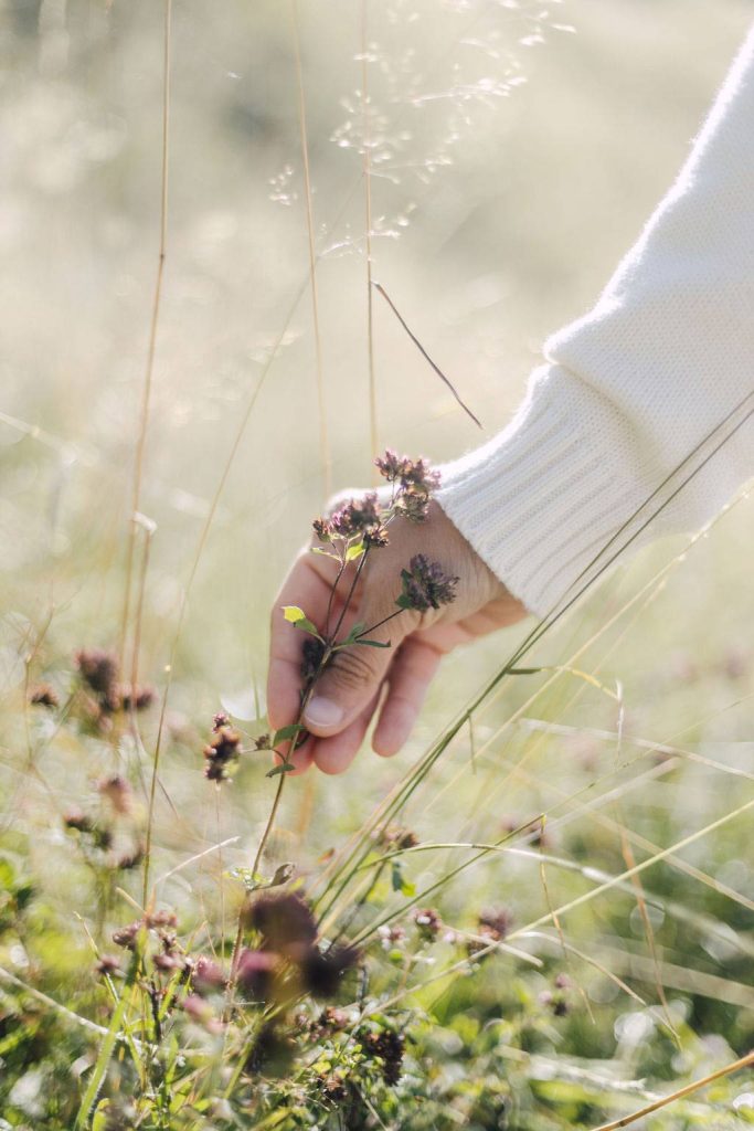 Foraging in the Alps in summer