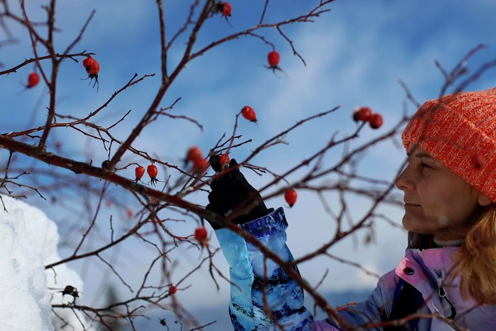 winter foraging rose hip